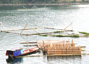 Người dân xã Tiền Phong (Đà Bắc) tận dụng lợi thế vùng lòng hồ, phát triển chăn nuôi cá lồng, thúc đẩy kinh tế, tăng thu nhập cho gia đình.